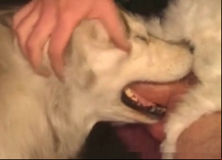 Related Animal Porn Videos Pooch Sucking Cock